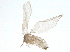  (Psychoda uncinula - BIOUG05050-D11)  @13 [ ] CreativeCommons - Attribution (2013) CBG Photography Group Centre for Biodiversity Genomics