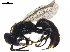  ( - BIOUG35875-G10)  @14 [ ] CreativeCommons - Attribution (2019) CBG Photography Group Centre for Biodiversity Genomics