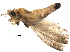  ( - BIOUG35877-E06)  @11 [ ] CreativeCommons - Attribution (2018) CBG Photography Group Centre for Biodiversity Genomics