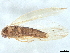  ( - BIOUG36132-A08)  @11 [ ] CreativeCommons - Attribution (2022) CBG Photography Group Centre for Biodiversity Genomics
