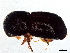 ( - BIOUG47630-A08)  @11 [ ] CreativeCommons - Attribution (2023) CBG Photography Group Centre for Biodiversity Genomics