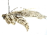  ( - BIOUG56831-A10)  @11 [ ] CreativeCommons - Attribution (2022) CBG Photography Group Centre for Biodiversity Genomics