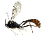  ( - BIOUG56832-F03)  @11 [ ] CreativeCommons - Attribution (2022) CBG Photography Group Centre for Biodiversity Genomics