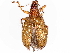  ( - BIOUG62309-H08)  @11 [ ] CreativeCommons - Attribution (2023) CBG Photography Group Centre for Biodiversity Genomics