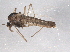  ( - BIOUG07712-C01)  @11 [ ] CreativeCommons - Attribution (2013) CBG Photography Group Centre for Biodiversity Genomics