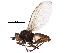  (Phytomyza aquilonia - BIOUG07712-C05)  @15 [ ] CreativeCommons - Attribution (2015) CBG Photography Group Centre for Biodiversity Genomics