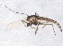  ( - BIOUG07713-D05)  @13 [ ] CreativeCommons - Attribution (2013) CBG Photography Group Centre for Biodiversity Genomics