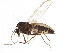  (Limnophyes ninae - BIOUG07713-G10)  @15 [ ] CreativeCommons - Attribution (2015) CBG Photography Group Centre for Biodiversity Genomics