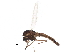  (Limnophyes brachytomus - BIOUG07725-F06)  @14 [ ] CreativeCommons - Attribution (2015) CBG Photography Group Centre for Biodiversity Genomics