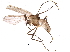  ( - BIOUG07730-F09)  @13 [ ] CreativeCommons - Attribution (2015) CBG Photography Group Centre for Biodiversity Genomics