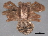  ( - BIOUG06853-H07)  @13 [ ] CreativeCommons - Attribution (2013) CBG Photography Group Centre for Biodiversity Genomics