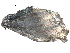 ( - BIOUG07628-D10)  @12 [ ] CreativeCommons - Attribution (2015) CBG Photography Group Centre for Biodiversity Genomics