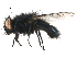  (Protophormia - BIOUG07714-F06)  @15 [ ] CreativeCommons - Attribution (2015) CBG Photography Group Centre for Biodiversity Genomics