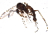  (Sciophila hirta - BIOUG07826-H10)  @14 [ ] CreativeCommons - Attribution (2015) CBG Photography Group Centre for Biodiversity Genomics