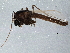  ( - BIOUG07831-D11)  @13 [ ] CreativeCommons - Attribution (2013) CBG Photography Group Centre for Biodiversity Genomics