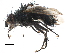  ( - BIOUG07714-G09)  @14 [ ] CreativeCommons - Attribution (2015) CBG Photography Group Centre for Biodiversity Genomics