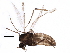  (Smittia cf. extrema - BIOUG07863-G11)  @14 [ ] CreativeCommons - Attribution (2015) CBG Photography Group Centre for Biodiversity Genomics