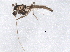  ( - BIOUG07881-B01)  @13 [ ] CreativeCommons - Attribution (2013) CBG Photography Group Centre for Biodiversity Genomics
