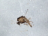  (Thienemanniella obscura - BIOUG07873-B01)  @13 [ ] CreativeCommons - Attribution (2013) CBG Photography Group Centre for Biodiversity Genomics