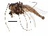  ( - BIOUG07887-F06)  @14 [ ] CreativeCommons - Attribution (2015) CBG Photography Group Centre for Biodiversity Genomics