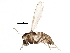  (Corynoneura - BIOUG07889-B05)  @15 [ ] CreativeCommons - Attribution (2015) CBG Photography Group Centre for Biodiversity Genomics