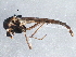  (Chironomus hyperboreus - BIOUG08896-A02)  @14 [ ] CreativeCommons - Attribution (2015) CBG Photography Group Centre for Biodiversity Genomics