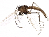  (Orthocladius gelidus - BIOUG09018-H07)  @14 [ ] CreativeCommons - Attribution (2015) CBG Photography Group Centre for Biodiversity Genomics