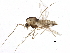  (Orthocladius decoratus - BIOUG09181-E11)  @14 [ ] CreativeCommons - Attribution (2015) CBG Photography Group Centre for Biodiversity Genomics