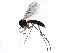  ( - BIOUG15413-H08)  @13 [ ] CreativeCommons - Attribution (2015) CBG Photography Group Centre for Biodiversity Genomics