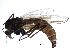 (Chironomus sp. 1TE - BIOUG15420-G08)  @14 [ ] CreativeCommons - Attribution (2015) CBG Photography Group Centre for Biodiversity Genomics