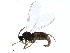  (Hemineurina modesta - BIOUG15506-H07)  @14 [ ] CreativeCommons - Attribution (2015) CBG Photography Group Centre for Biodiversity Genomics