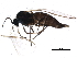  ( - BIOUG15518-G11)  @12 [ ] CreativeCommons - Attribution (2015) CBG Photography Group Centre for Biodiversity Genomics