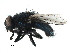  (Protocalliphora tundrae - BIOUG15414-G07)  @14 [ ] CreativeCommons - Attribution (2015) CBG Photography Group Centre for Biodiversity Genomics