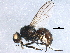  ( - BIOUG15575-E03)  @13 [ ] CreativeCommons - Attribution (2015) CBG Photography Group Centre for Biodiversity Genomics