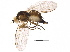  (Phytomyza vitalbae - BIOUG15977-C05)  @13 [ ] CreativeCommons - Attribution (2015) CBG Photography Group Centre for Biodiversity Genomics