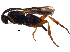  ( - BIOUG16215-A05)  @13 [ ] CreativeCommons - Attribution (2015) CBG Photography Group Centre for Biodiversity Genomics