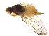  (Palloptera ustulata - BIOUG16218-D05)  @14 [ ] CreativeCommons - Attribution (2015) CBG Photography Group Centre for Biodiversity Genomics