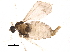  (Dasineura rosae - BIOUG16219-C12)  @13 [ ] CreativeCommons - Attribution (2015) CBG Photography Group Centre for Biodiversity Genomics
