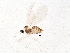  (Clinodiplosis - BIOUG16269-F04)  @12 [ ] CreativeCommons - Attribution (2015) CBG Photography Group Centre for Biodiversity Genomics