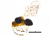  ( - BIOUG16359-H05)  @13 [ ] CreativeCommons - Attribution (2015) CBG Photography Group Centre for Biodiversity Genomics