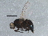  (Agromyza spBOLDACR0495 - BIOUG16530-A09)  @13 [ ] CreativeCommons - Attribution (2015) CBG Photography Group Centre for Biodiversity Genomics
