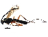  (Lissonota frontalis - BIOUG16608-C02)  @14 [ ] CreativeCommons - Attribution (2015) CBG Photography Group Centre for Biodiversity Genomics