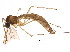  (Bolitophila triangulata - BIOUG16703-E06)  @13 [ ] CreativeCommons - Attribution (2015) CBG Photography Group Centre for Biodiversity Genomics