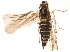  (Eupteryx tenella - BIOUG16704-B10)  @13 [ ] CreativeCommons - Attribution (2015) CBG Photography Group Centre for Biodiversity Genomics