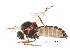 ( - BIOUG16709-G03)  @13 [ ] CreativeCommons - Attribution (2015) CBG Photography Group Centre for Biodiversity Genomics