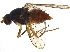  (Tephrochlamys flavipes - BIOUG16719-D03)  @14 [ ] CreativeCommons - Attribution (2015) CBG Photography Group Centre for Biodiversity Genomics