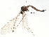  (Trichocera saltator - BIOUG16720-A01)  @13 [ ] CreativeCommons - Attribution (2015) CBG Photography Group Centre for Biodiversity Genomics