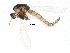  (Orthocladius thienemanni - BIOUG16720-B03)  @14 [ ] CreativeCommons - Attribution (2015) CBG Photography Group Centre for Biodiversity Genomics