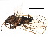  ( - BIOUG16781-D09)  @13 [ ] CreativeCommons - Attribution (2015) CBG Photography Group Centre for Biodiversity Genomics