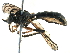  (Dioctria rufipes - BIOUG17085-F11)  @14 [ ] CreativeCommons - Attribution (2015) CBG Photography Group Centre for Biodiversity Genomics